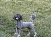 AKC ( Tyler) On Hold, a male Poodle - Miniature  for sale in Mount Gilead, NC – Photo 7 of 8