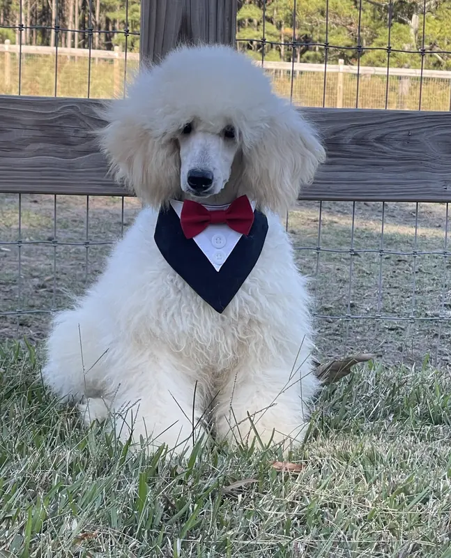 AKC ( Tyler) On Hold