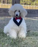AKC ( Tyler) On Hold, a male Poodle - Miniature  for sale in Mount Gilead, NC – Photo 1 of 8