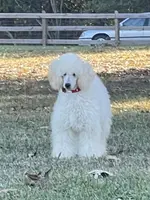 AKC ( Tyler) On Hold, a male Poodle - Miniature  for sale in Mount Gilead, NC – Photo 3 of 8