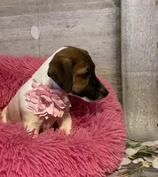 On Hold. AKC Ch. Sired 🌼Daisy, a female Jack Russell Terrier for sale in Mount Gilead, NC – Photo 5 of 10