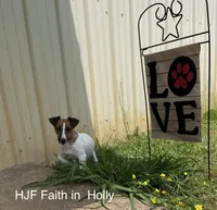 On Hold. AKC Ch. Sired 🌼Daisy, a female Jack Russell Terrier for sale in Mount Gilead, NC – Photo 10 of 10