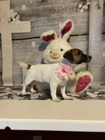 On Hold. AKC Ch. Sired 🌼Daisy, a female Jack Russell Terrier for sale in Mount Gilead, NC – Photo 6 of 10