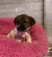 On Hold. AKC Ch. Sired 🌼Daisy, a female Jack Russell Terrier for sale in Mount Gilead, NC – Photo 4 of 10