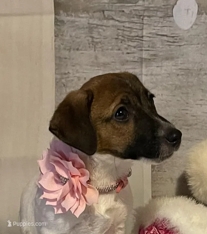 On Hold. AKC Ch. Sired 🌼Daisy