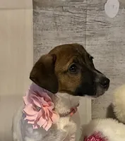 On Hold. AKC Ch. Sired 🌼Daisy, a female Jack Russell Terrier for sale in Mount Gilead, NC – Photo 1 of 10