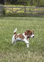 AKC Champion Sired Elite Bred (Colt) , a male Jack Russell Terrier for sale in Mount Gilead, NC – 3 of 7