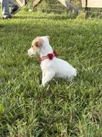 AKC Champion Sired, Elite Bred (Tanner), a male Jack Russell Terrier for sale in Mount Gilead, NC – 3 of 8