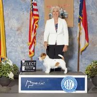 On Hold, AKC Ch.Sired ( Bella), a female Jack Russell Terrier for sale in Mount Gilead, NC – Photo 7 of 9