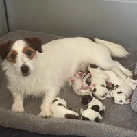 On Hold, AKC Ch.Sired ( Bella), a female Jack Russell Terrier for sale in Mount Gilead, NC – Photo 8 of 9