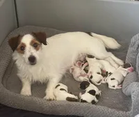 On Hold, AKC Ch.Sired ( Bella), a female Jack Russell Terrier for sale in Mount Gilead, NC – Photo 8 of 9