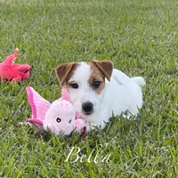 On Hold, AKC Ch.Sired ( Bella), a female Jack Russell Terrier for sale in Mount Gilead, NC – Photo 3 of 9