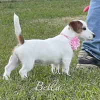 On Hold, AKC Ch.Sired ( Bella), a female Jack Russell Terrier for sale in Mount Gilead, NC – Photo 5 of 9
