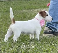 On Hold, AKC Ch.Sired ( Bella), a female Jack Russell Terrier for sale in Mount Gilead, NC – Photo 5 of 9