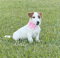 On Hold, AKC Ch.Sired ( Bella), a female Jack Russell Terrier for sale in Mount Gilead, NC – Photo 4 of 9