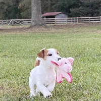 On Hold, AKC Ch.Sired ( Bella), a female Jack Russell Terrier for sale in Mount Gilead, NC – Photo 6 of 9