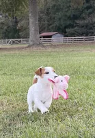 On Hold, AKC Ch.Sired ( Bella), a female Jack Russell Terrier for sale in Mount Gilead, NC – Photo 6 of 9