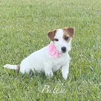 On Hold, AKC Ch.Sired ( Bella), a female Jack Russell Terrier for sale in Mount Gilead, NC – Photo 1 of 9