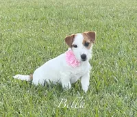 On Hold, AKC Ch.Sired ( Bella), a female Jack Russell Terrier for sale in Mount Gilead, NC – Photo 1 of 9