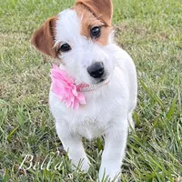 On Hold, AKC Ch.Sired ( Bella), a female Jack Russell Terrier for sale in Mount Gilead, NC – Photo 2 of 9