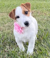 On Hold, AKC Ch.Sired ( Bella), a female Jack Russell Terrier for sale in Mount Gilead, NC – Photo 2 of 9