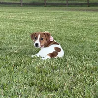 AKC Champion Sired, Elite Bred (Leah), a female Jack Russell Terrier for sale in Mount Gilead, NC – 2 of 6
