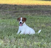 On Hold with Deposit, AKC Champion Sired, Elite Bred (Snickers) , a male Jack Russell Terrier for sale in Mount Gilead, NC – 2 of 10