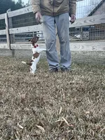 AKC Champion Sired (Snickers), a male Jack Russell Terrier for sale in Mount Gilead, NC – Photo 5 of 9