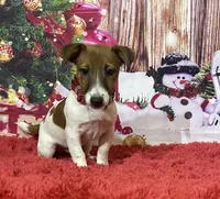 AKC Champion Sired (Snickers), a male Jack Russell Terrier for sale in Mount Gilead, NC – Photo 2 of 9