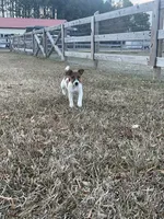 AKC Champion Sired (Snickers), a male Jack Russell Terrier for sale in Mount Gilead, NC – Photo 4 of 9