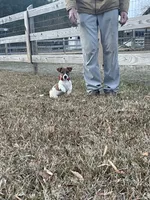 AKC Champion Sired (Snickers), a male Jack Russell Terrier for sale in Mount Gilead, NC – Photo 3 of 9