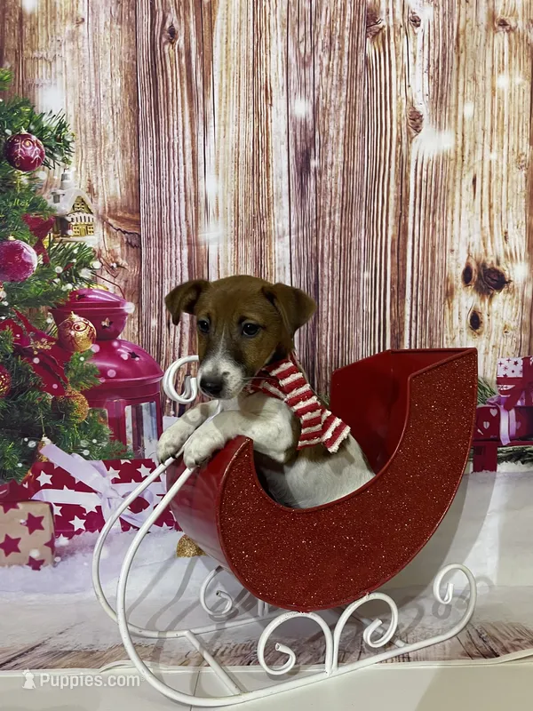 AKC Champion Sired (Snickers)