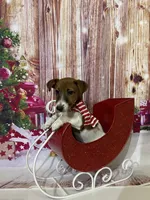 AKC Champion Sired (Snickers), a male Jack Russell Terrier for sale in Mount Gilead, NC – Photo 1 of 9