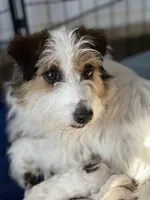 AKC Ch.Sired Jack (On Hold), a male Jack Russell Terrier for sale in Mount Gilead, NC – Photo 10 of 10