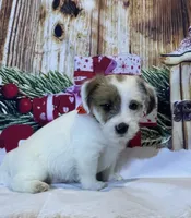 AKC Ch.Sired Jack (On Hold), a male Jack Russell Terrier for sale in Mount Gilead, NC – Photo 3 of 10