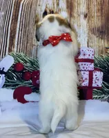 AKC Ch.Sired Jack (On Hold), a male Jack Russell Terrier for sale in Mount Gilead, NC – Photo 6 of 10