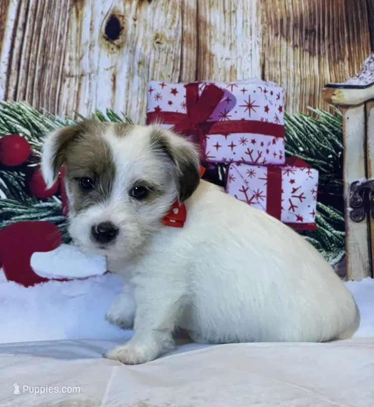 AKC Ch.Sired Jack (On Hold), a male Jack Russell Terrier for sale in Mount Gilead, NC – Photo 1 of 10