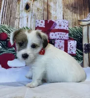 AKC Ch.Sired Jack (On Hold), a male Jack Russell Terrier for sale in Mount Gilead, NC – Photo 1 of 10