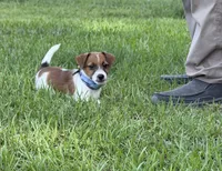 AKC Reg. Champion Sired, Elite Bred (Charlie) , a male Jack Russell Terrier for sale in Mount Gilead, NC – 4 of 5