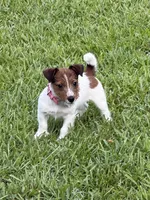 AKC Champion Sired, Elite Bred (Miss Brie), a female Jack Russell Terrier for sale in Mount Gilead, NC – 3 of 10