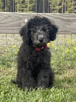 AKC, Ch.Pedigree (On Hold), a male Poodle - Miniature  for sale in Mount Gilead, NC – Photo 3 of 8