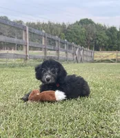 AKC, Ch.Pedigree (On Hold), a male Poodle - Miniature  for sale in Mount Gilead, NC – Photo 5 of 8