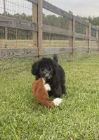 AKC, Ch.Pedigree (On Hold), a male Poodle - Miniature  for sale in Mount Gilead, NC – Photo 2 of 8