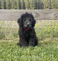 AKC, Ch.Pedigree (On Hold), a male Poodle - Miniature  for sale in Mount Gilead, NC – Photo 4 of 8