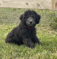 AKC, Ch.Pedigree (On Hold), a male Poodle - Miniature  for sale in Mount Gilead, NC – Photo 1 of 8