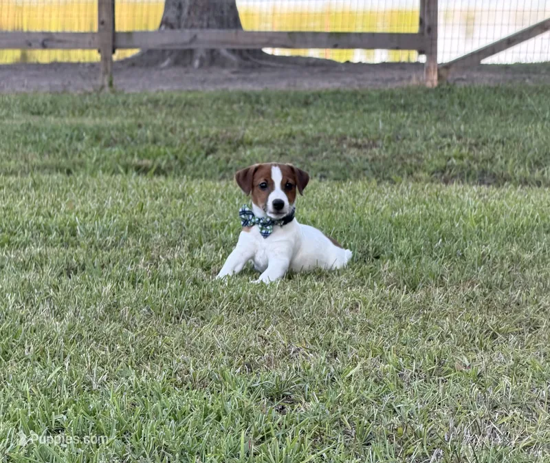 On Hold with Deposit, AKC Champion Sired, Elite Bred (Snickers)  – Jack Russell Terrier puppy for sale in Mount Gilead, NC