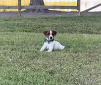 On Hold with Deposit, AKC Champion Sired, Elite Bred (Snickers) , a male Jack Russell Terrier for sale in Mount Gilead, NC – 1 of 10