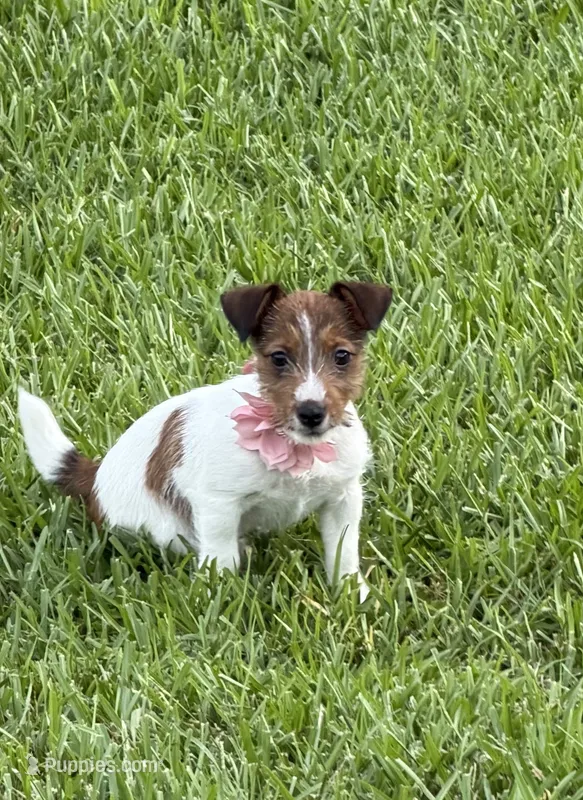 AKC Champion Sired, Elite Bred (Miss Brie) – Jack Russell Terrier puppy for sale in Mount Gilead, NC
