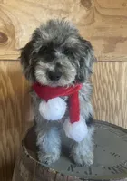 AKC Reg. OFA Health (Finley), a male Poodle - Miniature  for sale in Mount Gilead, NC – Photo 3 of 7