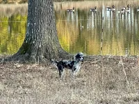 AKC Reg. OFA Health (Finley), a male Poodle - Miniature  for sale in Mount Gilead, NC – Photo 7 of 7